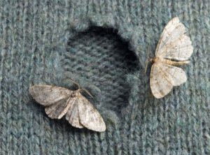 Moth Balls NZ - clothes moth 2